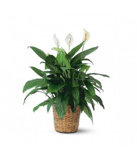 Spathiphyllum (large)